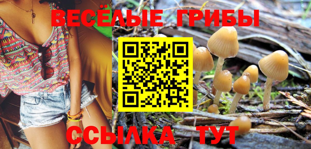 Псилоцибиновые грибы Psilocybine cubensis Дятьково